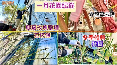 爬藤玫瑰種植|1月花園紀錄